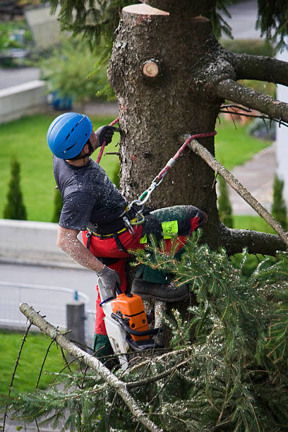 Best Tree Health Inspection  in Fanning Springs, FL