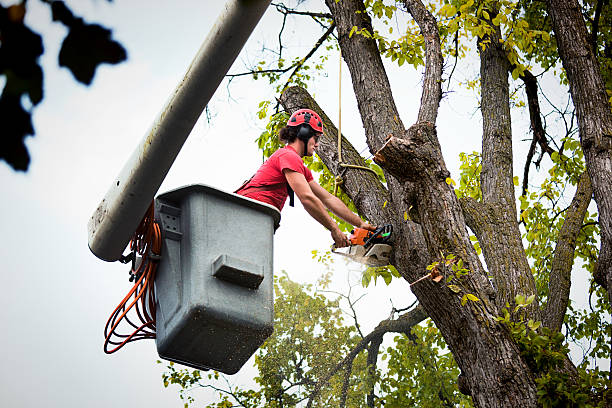 Best Tree Disease Treatment  in Fanning Springs, FL